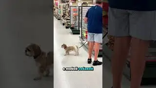 С собакой в любой магазин, как считаете, норм? #жизньвсша #переездвсша