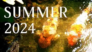 memories of summer 2024