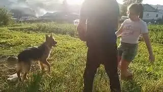 Вечер с нами.. Закинули тарзанку.. Играем в мячик с Луной..Срочно пить, бежит немецкая овчарка..