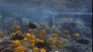 Yellow Tang Fishes at Kealakekua Bay