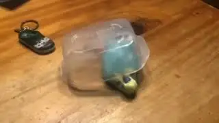 A little clever, but not much#animals #funny #birds