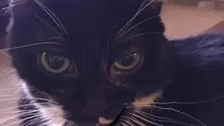 Kamala for the People song - sung by Maddy the Cat