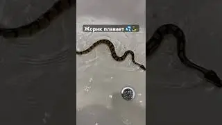 Питон плывет🐍