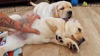 Chunky Labrador's First Belly Rubs!!!