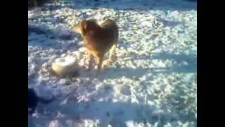 МОИ ЛЮБИМЦЫ СОПРОВОЖДАЮТ МЕНЯ ВСЮДУ  КУДА БЫ Я НИ ХОДИЛ