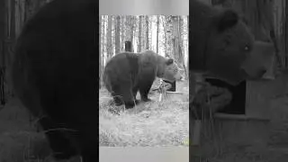 Пришёл хозяин защищать свою территорию от непрошенных гостей.