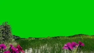 grass flowers green screen