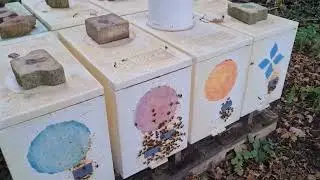 Puietul pe sfârsit de octombrie