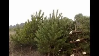 Реклама елки