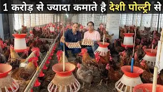 इतना बड़ा देशी मुर्गी फार्म देखा नहीं होगा | Desi Murgi Farm Business | Successful Poultry Farmer