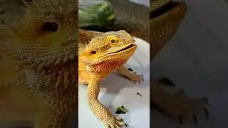 C.J. McQuade eats🐉ASPARAGUS  & COLLARD GREENS!! | Colorful Dragon🐲!!| @ChuckNorrizBeardedDragons
