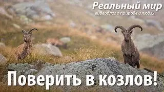 Поверить в козлов! Дмитрий Голубев о съёмке Capra caucasica и Capreolus capreolus.