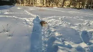 Американский кокер спаниель 