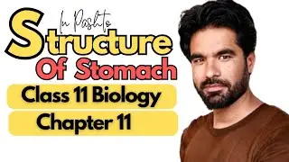 Detailed Structure Of the Stomach | Class 11 Biology | Chapter 11 in pashto