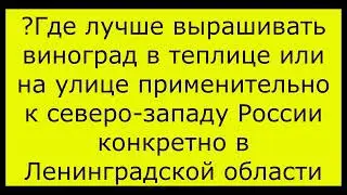 Сравните -Теплица и открытый грунт для винограда