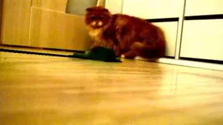 Бесстрашный кот
