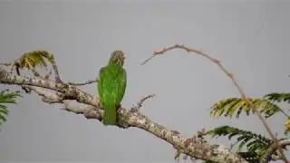 PSU Bird #1 Lineated Barbet [นกโพระดกธรรมดา]