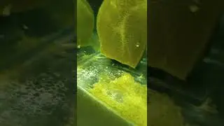 Личинка щуки. День первый...