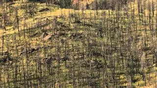 Colorado's Forests: Past, Present and Future