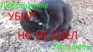 Убил, но не съел. Бессмысленная жестокость чёрного кота.