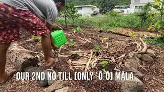 No Till Garden in Hawaii