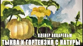 Акварельный пленэр с натуры ||| Цветы тыквы и гортензии