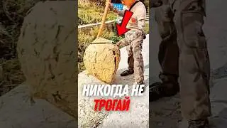 Не вздумай трогать такое гнездо!