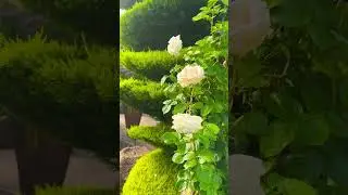 Зарисовки из красивых садов 🇩🇪Schöne Gärten 🇩🇪