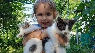 Смешные котята ☀️ Домик для котят Котята и дети Котята мяукают  Нашествие бабочек Киев