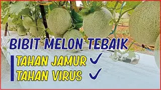 Melon UNGGUL dataran rendah dan menengah 