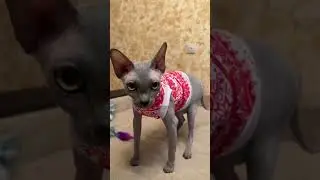 Сфинкс и мыльные пузыри с кошачьей мятой🫣🫧🫠 