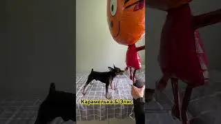Шарик Карамелька & Эвис Пинчер #собакадругчеловека #играетсобака #игры #собака #цвергпинчер