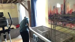 Морская свинья