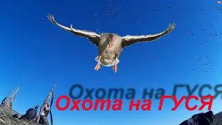 # 50 Hunting for a goose in spring 2019 in Belarus. To the joy of green and us - normal boys.