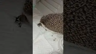 Фифочка лакомится тараканом