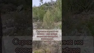 Опасная паутина на соснах. Анталия, Турция 🇹🇷 