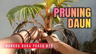 Nunggu Buka Puasa Part 15 || Pruning Daun Bonsai Kelapa