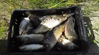 Зарыбление пруд 