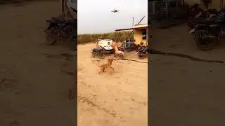 Drone Dog 😂