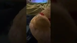 red bird is going to say something