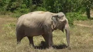 Welcome to Our Channel 🐘.👉 Don’t forget to subscribe and join us on this journey through the wild