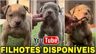 ❤️‍🔥 FILHOTES DISPONÍVEIS DROGOSSAURO X FRANÇA!