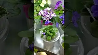 Фиалки у Алисы. #цветы