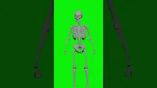 SKELETON GREEN SCREEN VIDEO CHROMA KEY