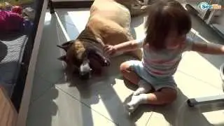 Funny baby annoying dog. Cute dog baby compilation - Fluffies!