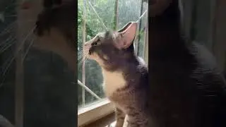 Кот охотник. На кого же он так шипит?😭