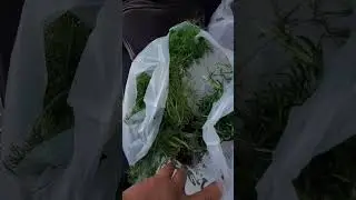 How to plan dill fast and where to get them #myrtlebeach  #healthylifestyle #myrtlebeachvibes
