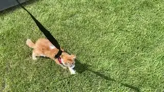 Will The Kittens Fetch? First Time Outdoors