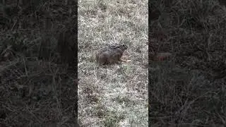 #hunting #охота #лес #rabbit #заєць