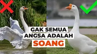 Perbedaan Soang dan Angsa #temansains